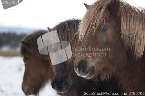 Image of Brown Horses