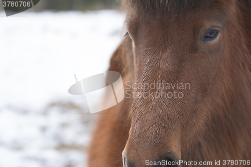 Image of Brown Horse