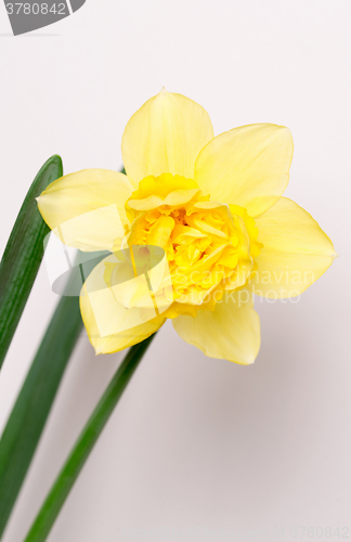 Image of Yellow narcissus blossom