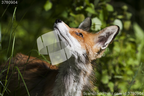 Image of fox head