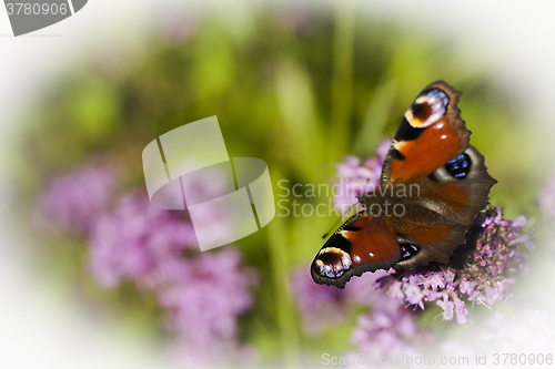 Image of peacock butterfly