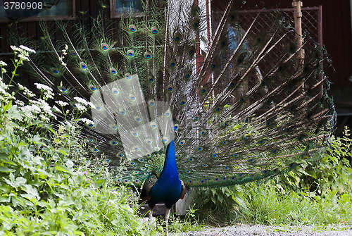 Image of male peacock