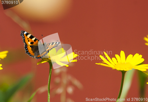 Image of small tortoiseshell