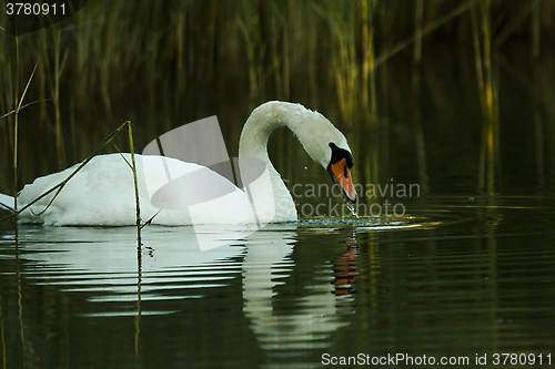 Image of mute swan