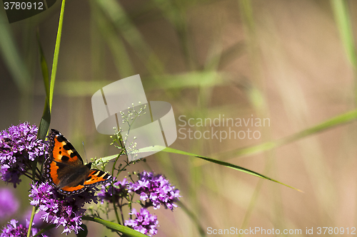 Image of small tortoiseshell