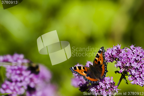 Image of small tortoiseshell