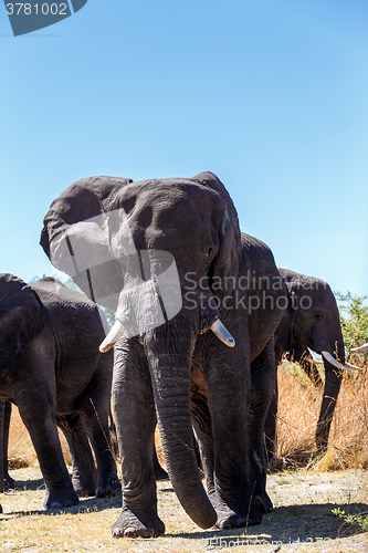 Image of heard of african elephants