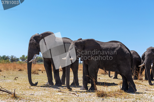 Image of heard of african elephants