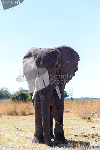 Image of african elephants