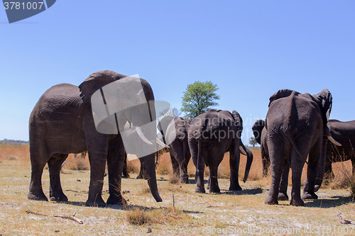 Image of heard of african elephants