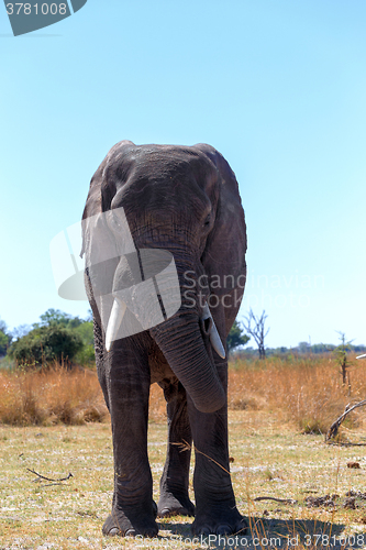 Image of african elephants