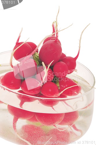 Image of Fresh radishes in water