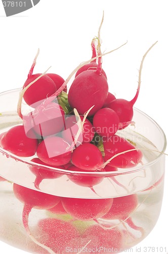 Image of Fresh radishes in water