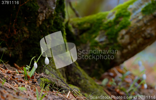 Image of Snowdrops growing on a forest