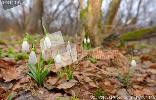 Image of Snowdrops growing on a forest