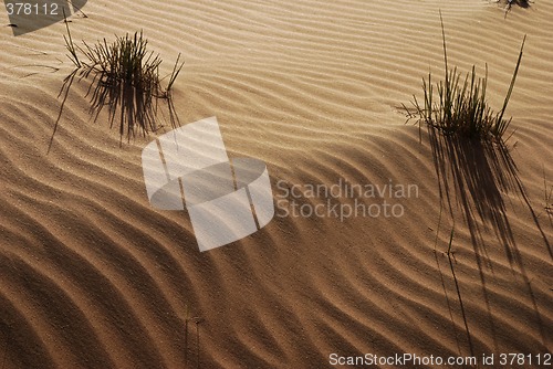 Image of Desert