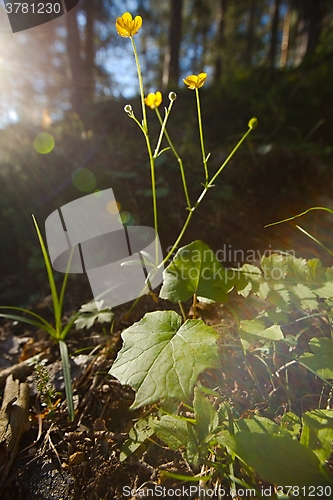Image of Flower in the forest