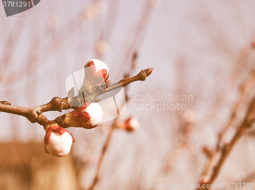 Image of Retro looking Peach tree flower