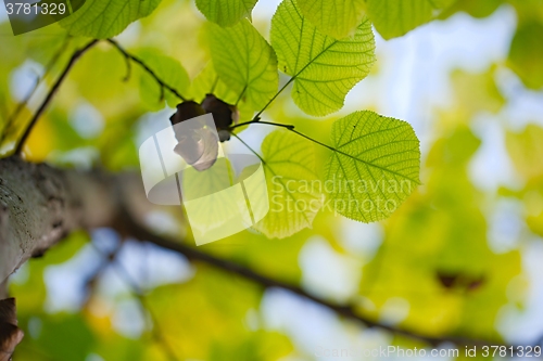 Image of Leaves
