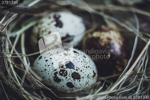 Image of Quail eggs in the nest