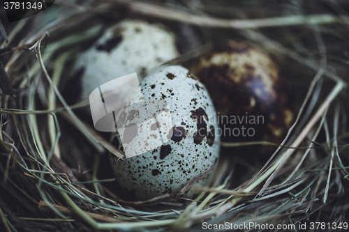 Image of Quail eggs in the nest