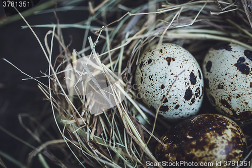 Image of Quail eggs in the nest