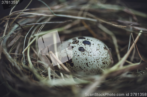 Image of Quail eggs in the nest