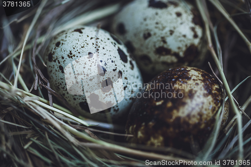 Image of Quail eggs in the nest