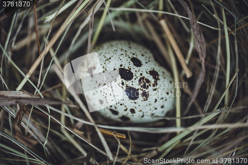 Image of Quail eggs in the nest