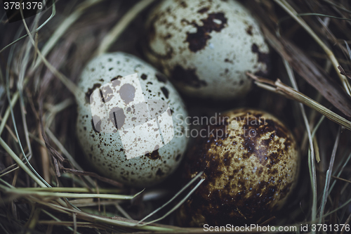 Image of Quail eggs in the nest