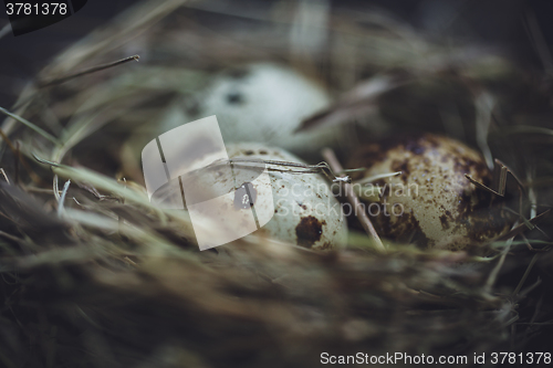 Image of Quail eggs in the nest