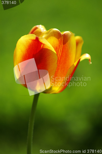 Image of Tulip