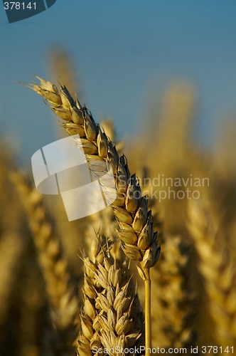 Image of A wheat-spike
