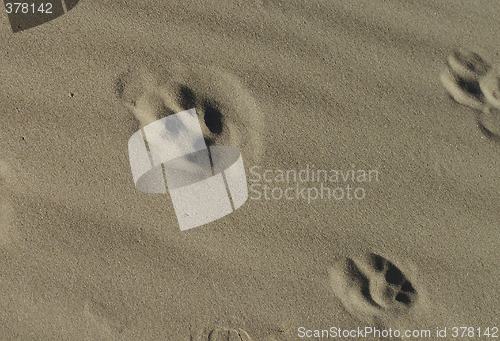 Image of Dogprints