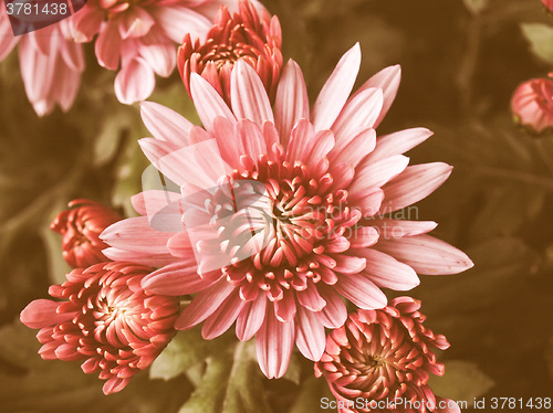 Image of Retro looking Chrysanthemum picture