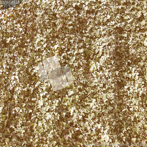 Image of Retro looking Ivy leaves