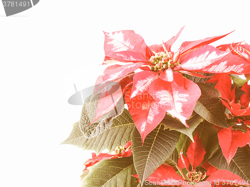 Image of Retro looking Poinsettia