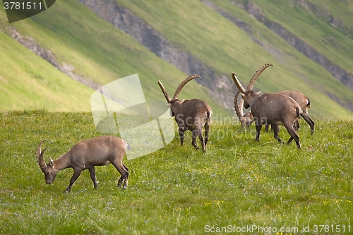 Image of Alpine Ibex Grazing