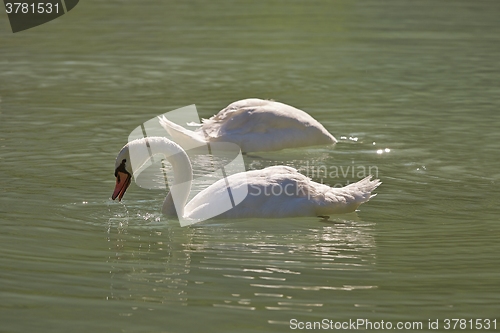 Image of Swans on a lake