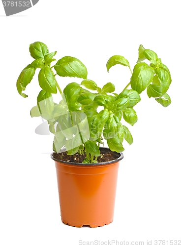 Image of Basil in pot