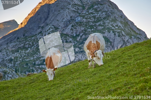 Image of Cows grazing on the hillside