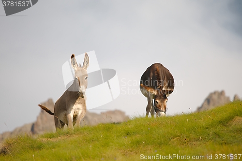 Image of Two Grazing Donkeys