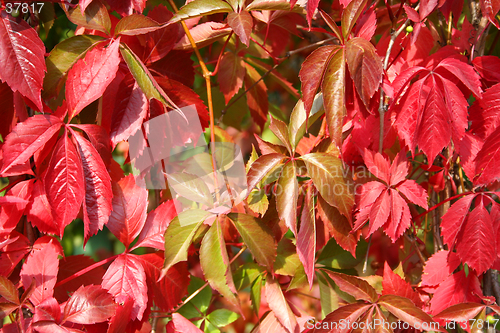 Image of Red autumn