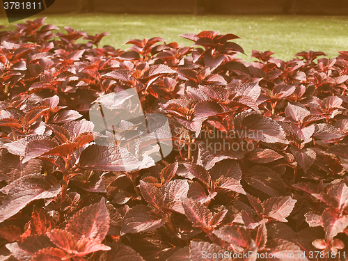 Image of Retro looking Coleus Nettle plant