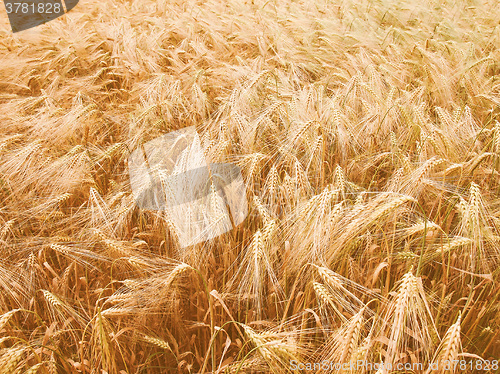 Image of Retro looking Barleycorn field