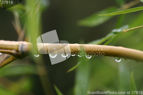 Image of Bamboo Garden