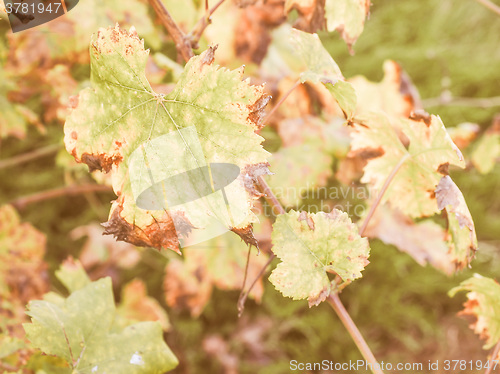 Image of Retro looking Vitis plant leaf