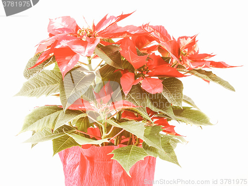 Image of Retro looking Poinsettia Christmas Star