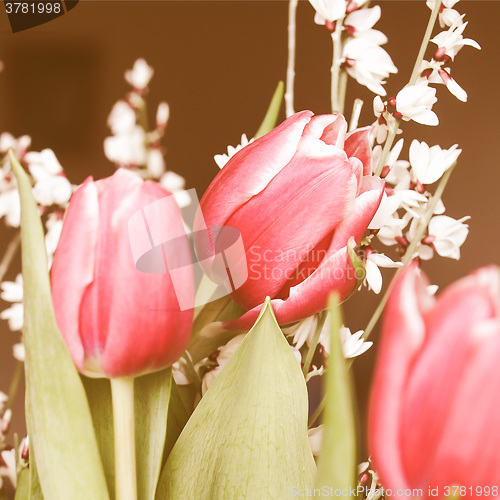 Image of Retro looking Tulip picture