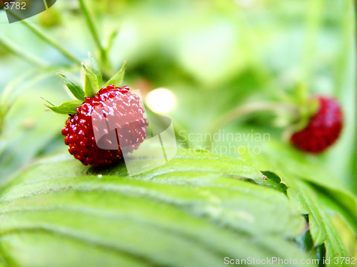 Image of wild strawberry